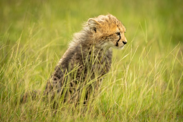 cheetah cub sits staring in long