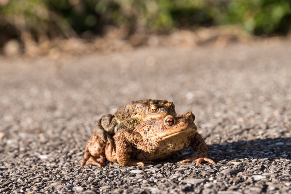 toad on a hike