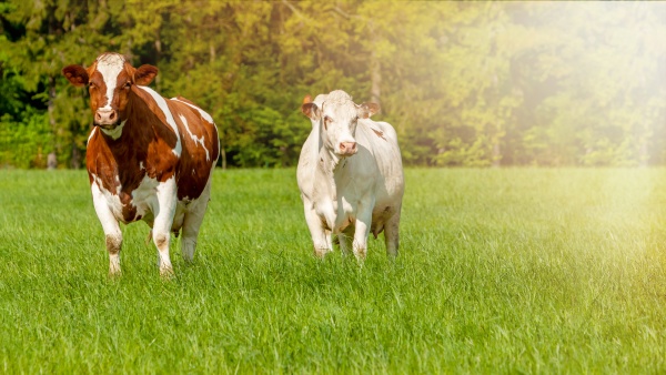 grazing white brown cows on a