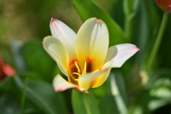 nahaufnahme einer tulpe in OEsterreich