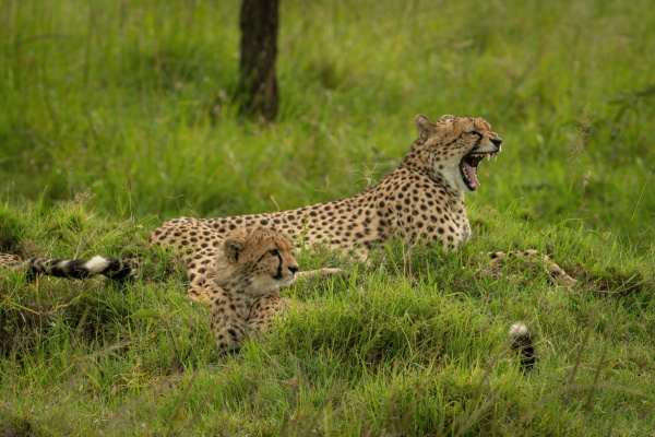 cheetah lies yawning beside cub in