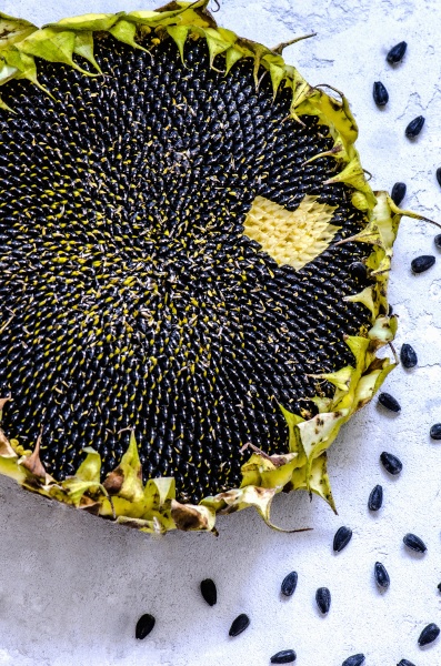 the ripe sunflower and sunflower seeds
