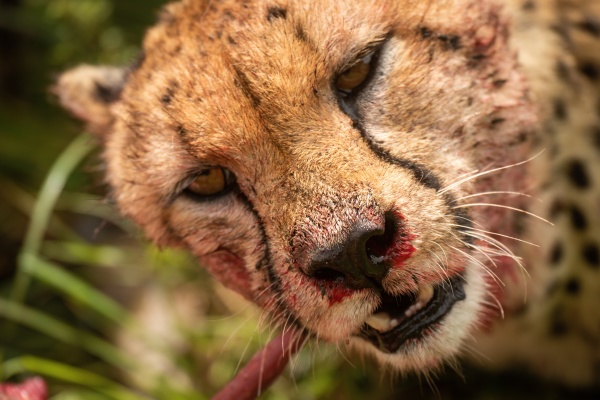 close up of bloody cheetah gnawing