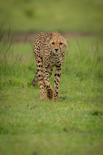 cheetah walks across short grass lifting