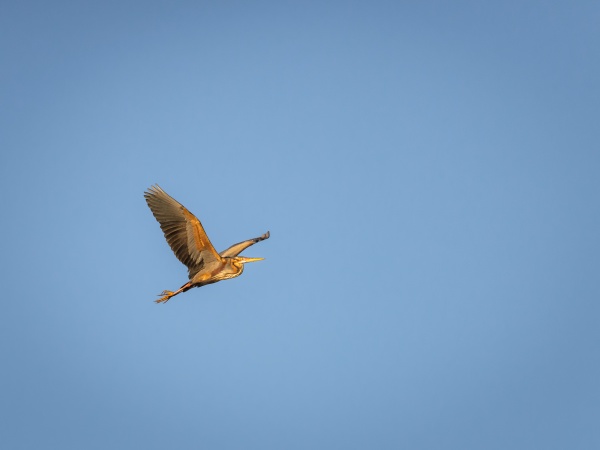 great blue heron in flight at