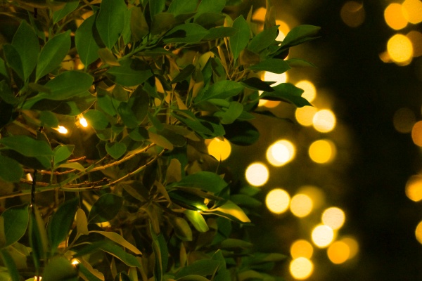 leaf of christmas lights and tree