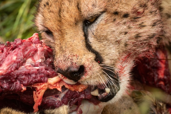 close up of cheetah gnawing on