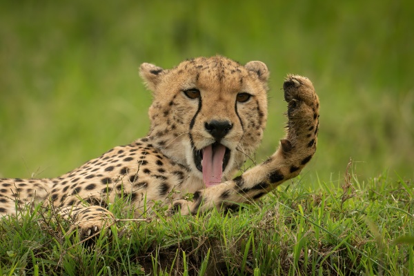 close up of cheetah cub lying