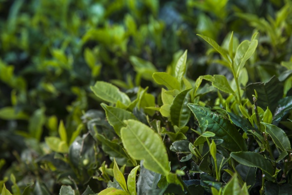 fresh green tea plantation at sri