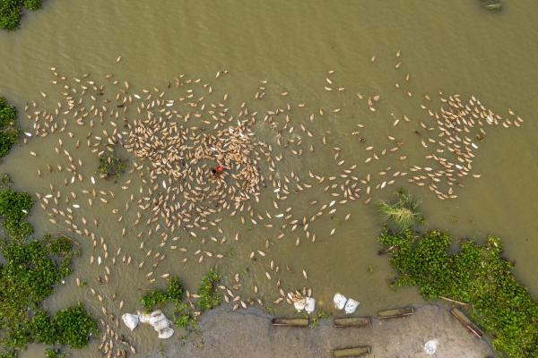 aerial view of a flock of