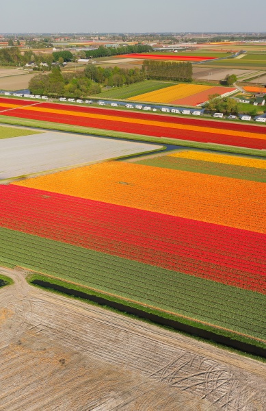 aerial view of beautiful tulip fields
