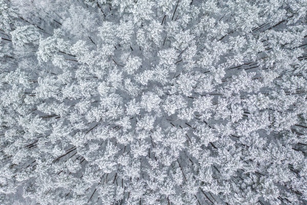aerial view of snow covered forest