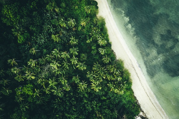 aerial view of palm trees on
