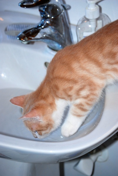 a cat in a sink