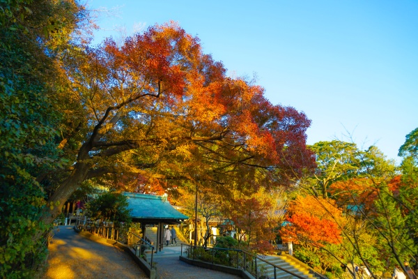 autumn leaves and kamakura skyline
