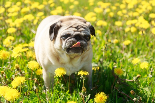pug dog eat dandelion