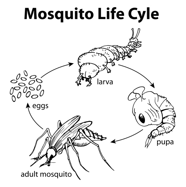 mosquito-life-cycle-stock-photo-30182417-panthermedia-stock-agency