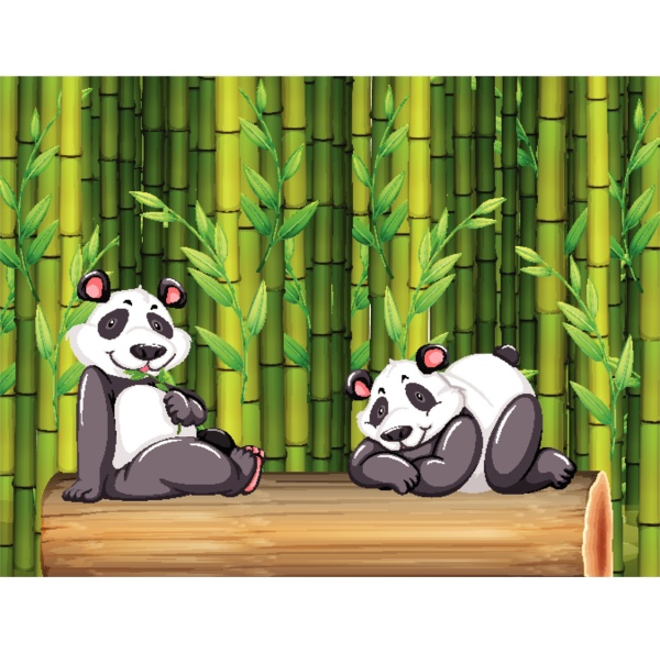 two panda bears in bamboo forest