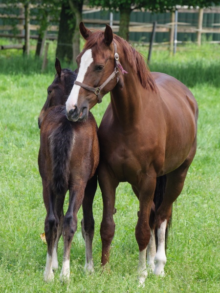 horses in westphalia