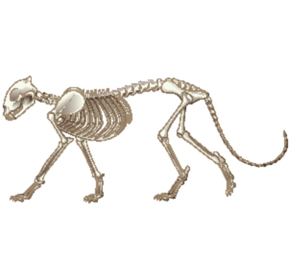 leopard skeleton on white background