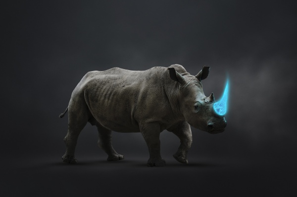 rhinoceros with blue tusk vulnerable to
