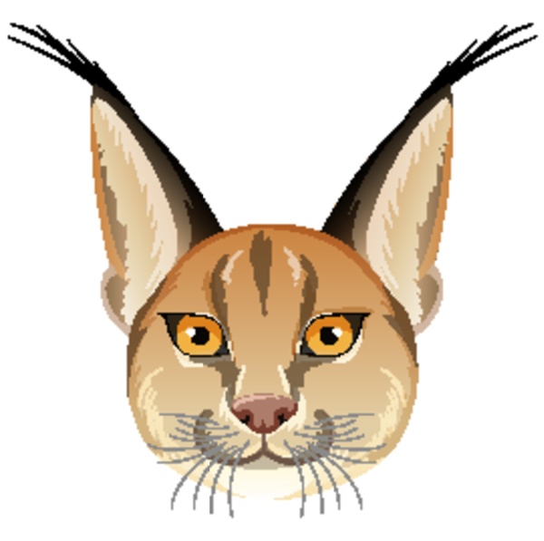 caracal cat head on white background
