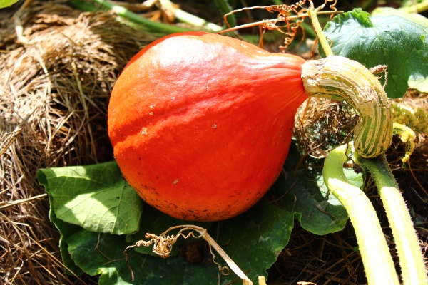 pumpkin in the garden