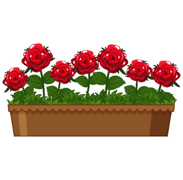 beautiful red roses in clay pot