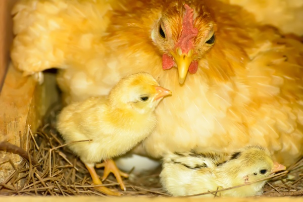 hens hatching eggs