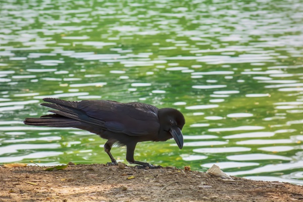 crow is beside the pond