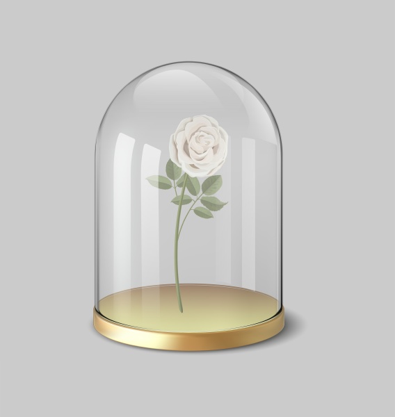 rose in a flask of glass