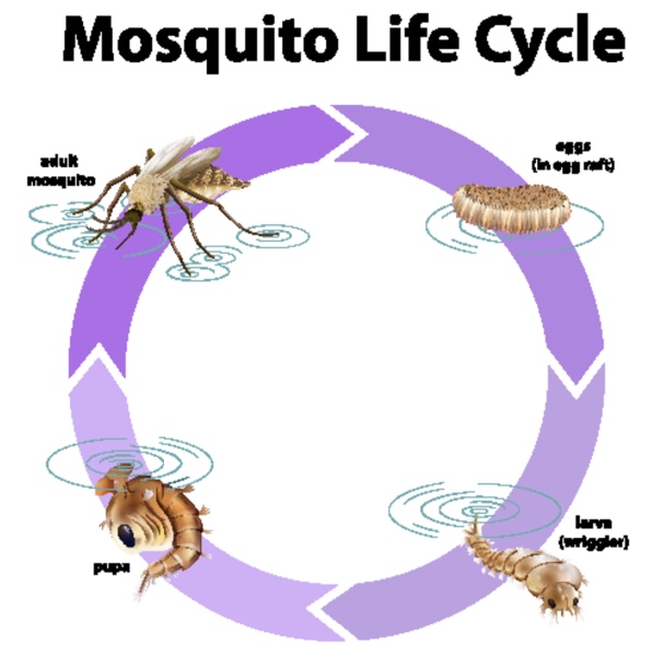 Diagram showing life cycle of mosquito - Stock image #30278698 ...