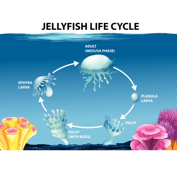 Jellyfish life cycle diagram - Royalty free image #30278082 ...