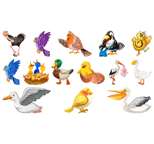 set of different birds cartoon style