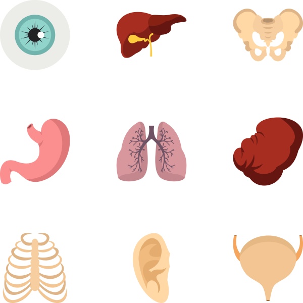 internal human organs icons set
