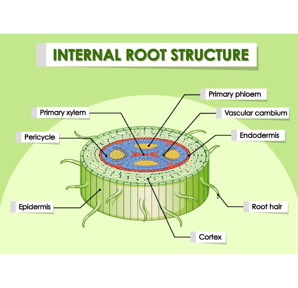 Diagram showing internal root structure - Royalty free image #30313569 ...