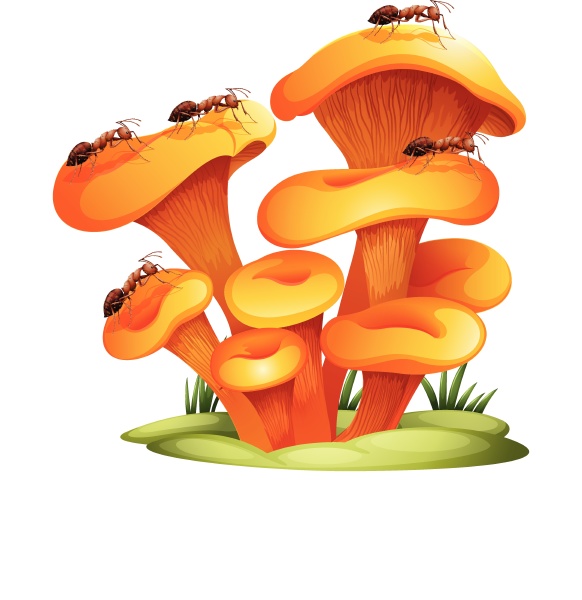 fungi with ants