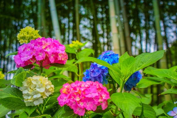 colorful hydrangea rainy season image