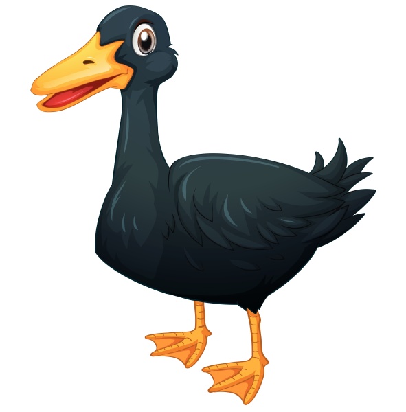 duck with black feather