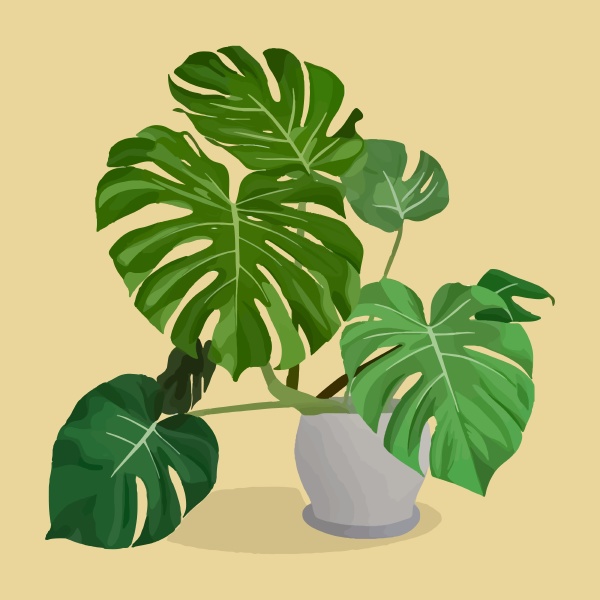 monstera in pot on the yellow