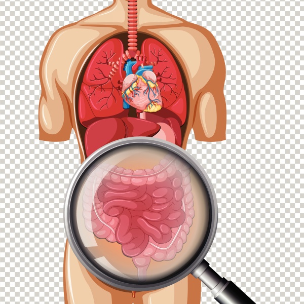 human anatomy of intestine