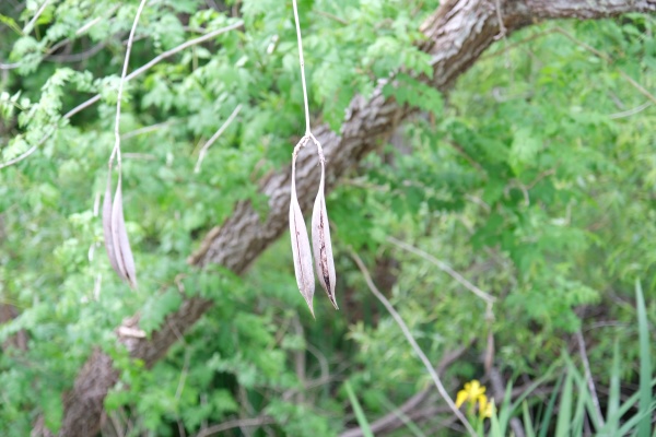 trumpet creeper seed pods within thicket