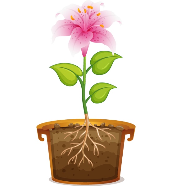 pink lily in clay pot on