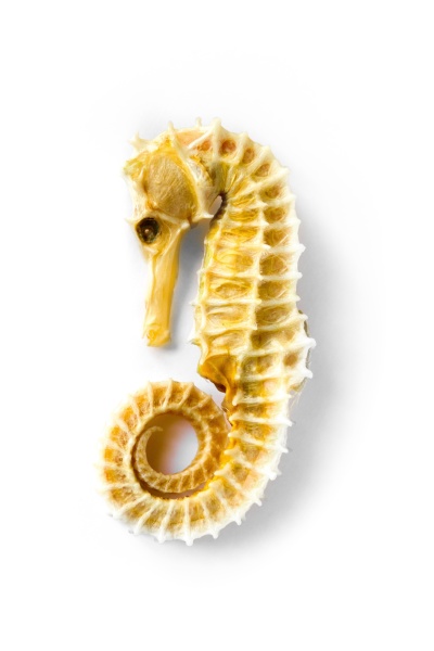 dried seahorse skeleton on a white