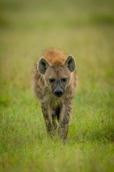 spotted hyena crosses grass with head