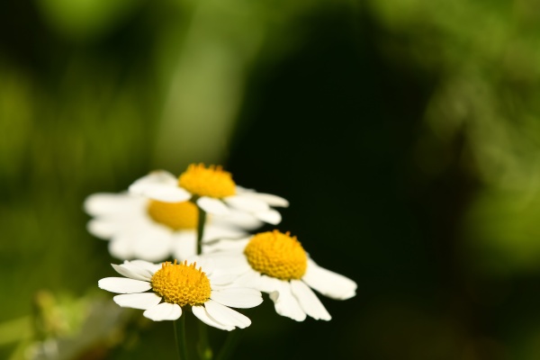feverfew medicinal plant with flower