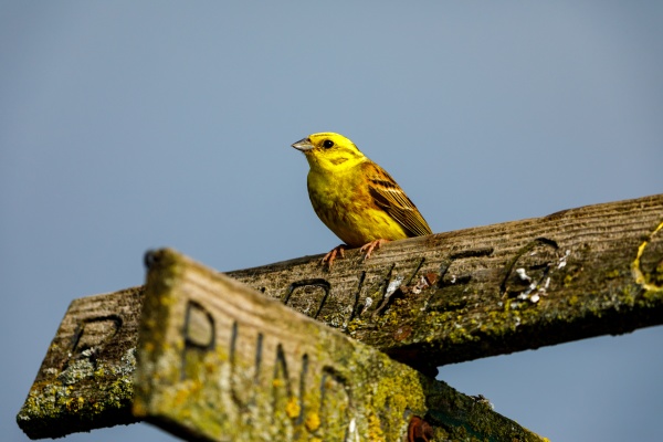 a yellowhammer bird in the wild
