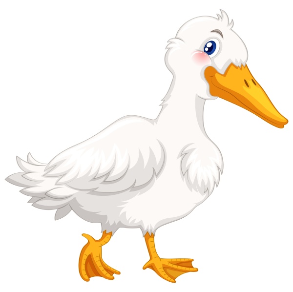 duck with white feather