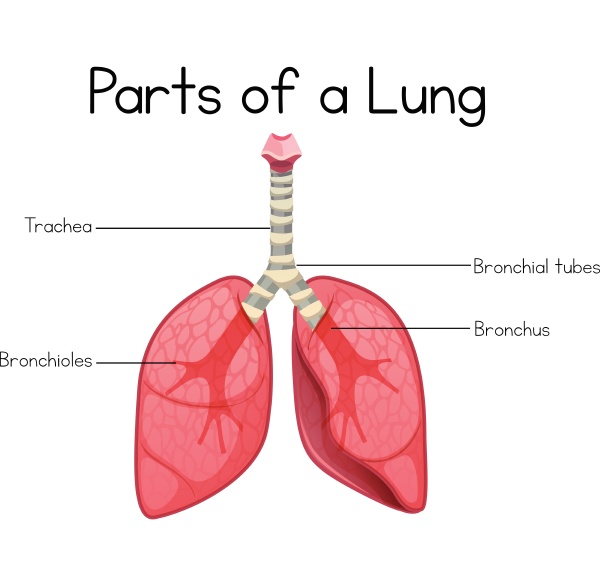 parts of a lung on white