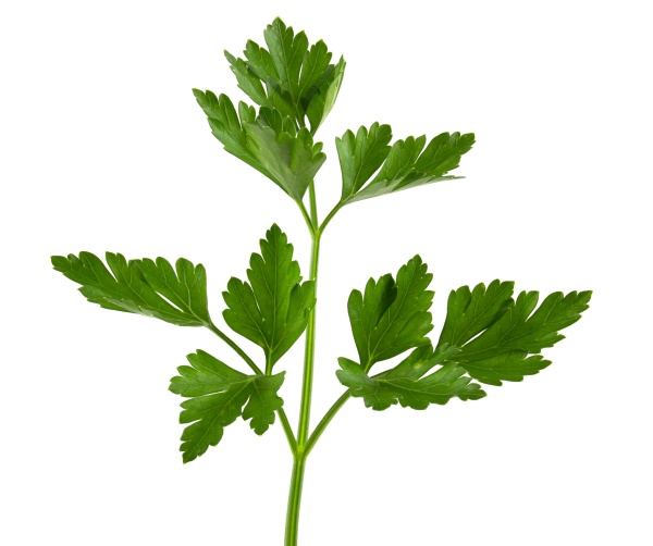 parsley isolated on white background clipping
